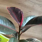 Ficus Elastica Variegated Pink Ruby, with 5.5 inches white decor plant