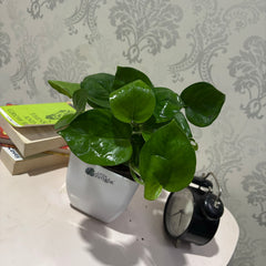 Global pothos, with 5.5 inches white decor pot