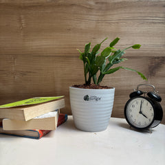 Christmas Cactus, with 5.5 inches white decor pot