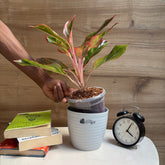 Aglonema Pink Lipstick, with 5.5 inches white decor pot