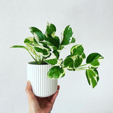 Njoy Pothos, with 5.5 inches white decor plant