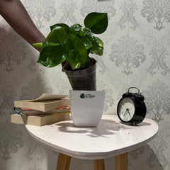 Global pothos, with 5.5 inches white decor pot