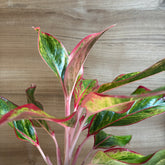 Aglonema Pink Lipstick, with 5.5 inches white decor pot