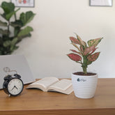 Aglonema PInk star, with 5.5 inches white decor pot