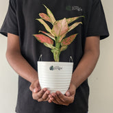 Aglonema PInk star, with 5.5 inches white decor pot