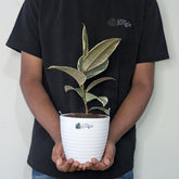 Ficus Elastica White Rubber Plant, with 5.5 inches white decor plant