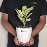 Aglonema Super White, with 5.5 inches white decor pot