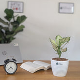 Aglonema Super White, with 5.5 inches white decor pot