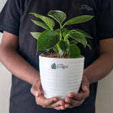 Philodendron Birkin, with 5.5 inches white decor plant