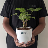 Syngonium Batik, with 5.5 inches white decor plant
