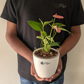 Anthurium Pink Flower, with 5.5 inches white decor plant