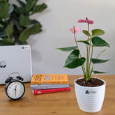 Anthurium Purple, with 5.5 inches white decor plant