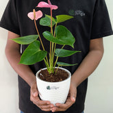 Anthurium Purple, with 5.5 inches white decor plant