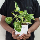 Manjula Pothos, with 5.5 inches white decor plant