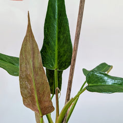 Philodendron Mexicanum, with 5.5 Inches White Decor Pot