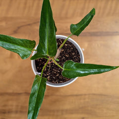 Philodendron Mexicanum, with 5.5 Inches White Decor Pot