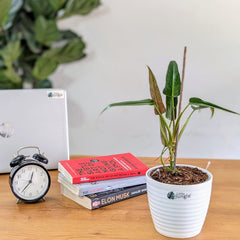 Philodendron Mexicanum, with 5.5 Inches White Decor Pot