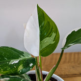 Philodendron white Princess, with 5.5 inches white decor plant