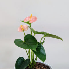Anthurium Peach, with 5.5 inches white decor pot
