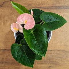 Anthurium Peach, with 5.5 inches white decor pot