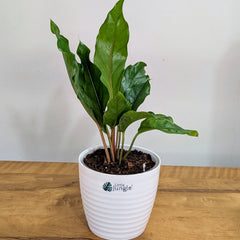 Anthurium Pink ruffle, with 5.5 inches white decor pot