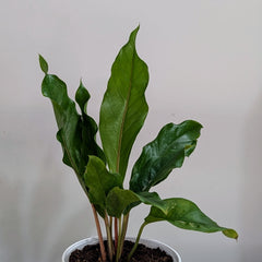 Anthurium Pink ruffle, with 5.5 inches white decor pot