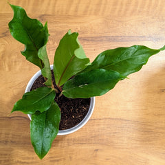 Anthurium Pink ruffle, with 5.5 inches white decor pot