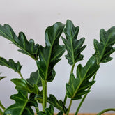 Philodendron Xanadu, with 5.5 inches white decor plant