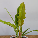 Philodendron Ring of Fire Golden, with 5.5 inches white decor plant