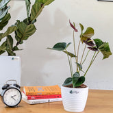 Anthurium Chocolate, with 5.5 inches white decor pot