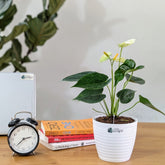 Anthurium Yellow, with 5.5 inches white decor plant