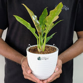 Philodendron Ring of Fire Variegated, with 5.5 inches white decor plant