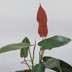 Philodendron Atabapoense, with 5.5 inches white decor plant