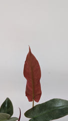 Philodendron Atabapoense, with 5.5 inches white decor plant