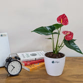 Anthurium Red, with 5.5 inches white decor plant