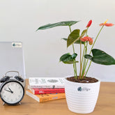 Anthurium Orange, with 5.5 inches white decor plant