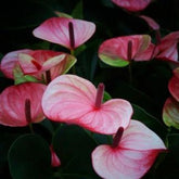 Anthurium Mystique, with 5.5 inches white decor plant