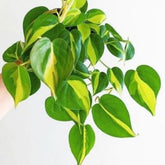 Philodendron Brasil, with 5.5 inches white decor plant