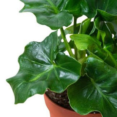 Philodendron Atom, with 5.5 inches white decor plant
