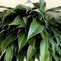 Philodendron Little Phil, with 5.5 inches white decor plant