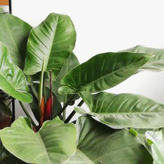 Philodendron Imperial Green, with 5.5 inches white decor plant