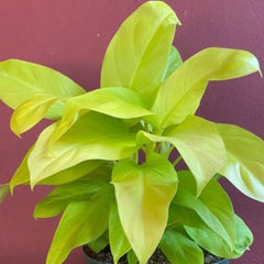 Philodendron Ceylon Golden, with 5.5 inches white decor plant