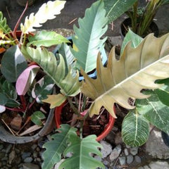 Philodendron Choco Empress, with 5.5 inches white decor plant