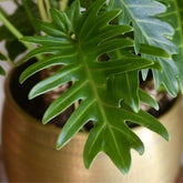 Philodendron Xanadu, with 5.5 inches white decor plant