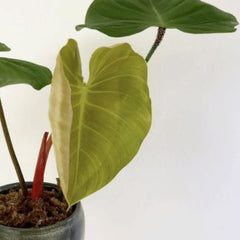Philodendron Nangaritense, with 5.5 inches white decor plant