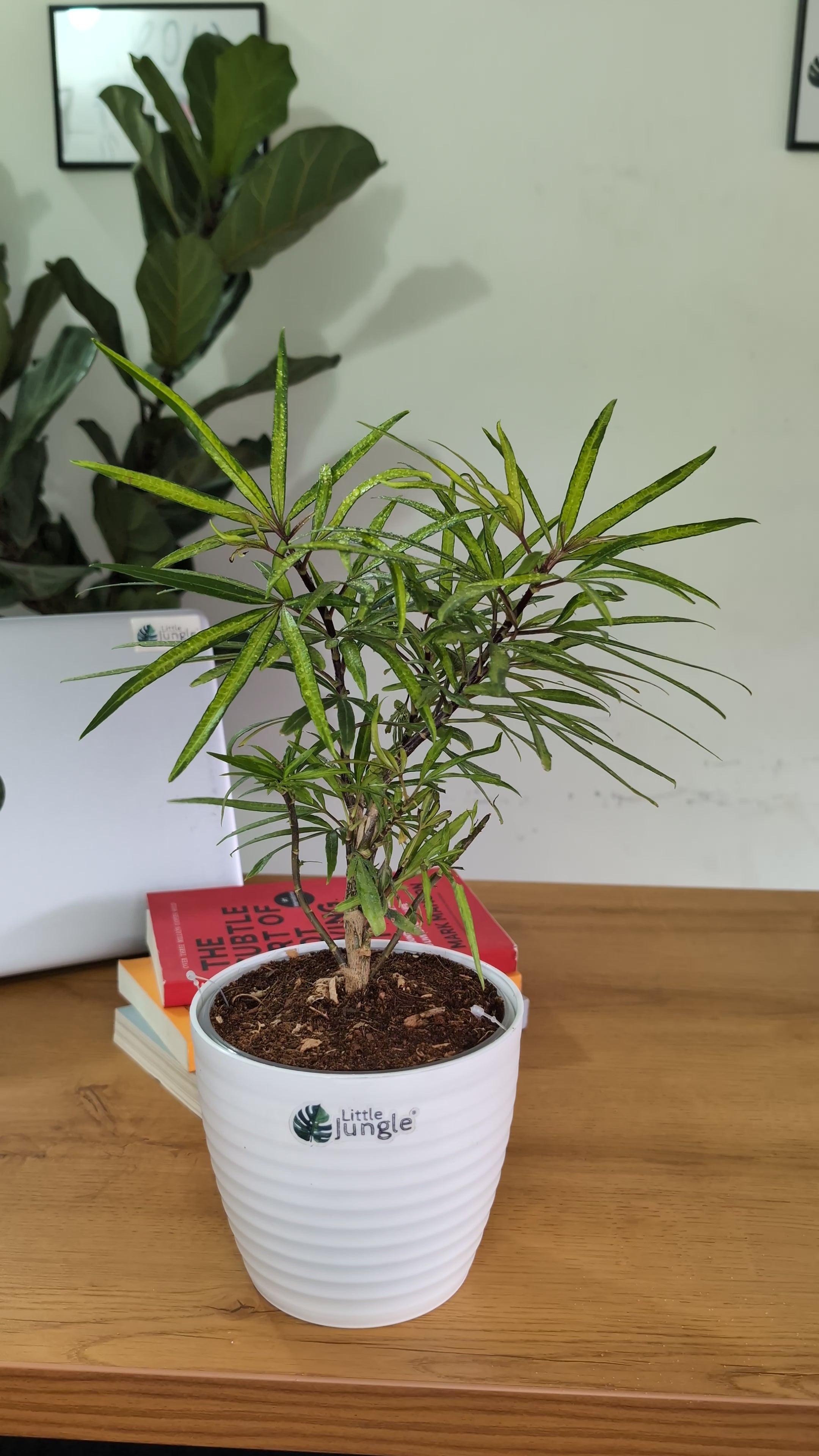 Finger Aralia, with 5.5 inches white decor pot