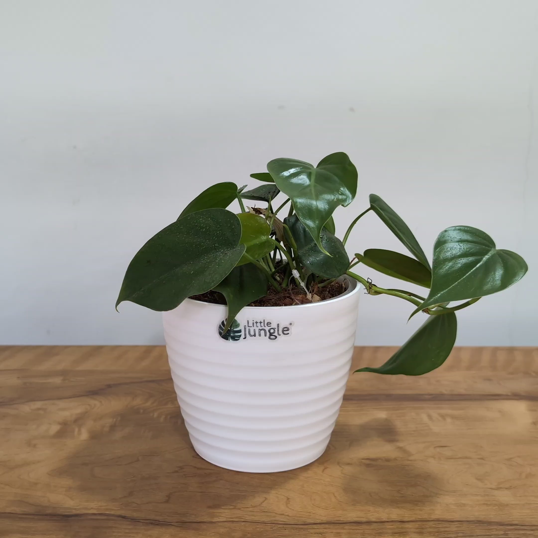 Philodendron Heart Leaf Green, with 5.5 Inches White Decor Pot.