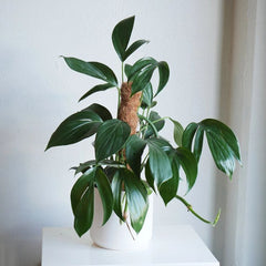 Epipremnum Dragon tail (Raphidophora Decursiva), with 5.5 inch white decor pot