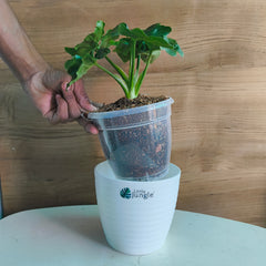 Philodendron Atom, with 5.5 inches white decor plant