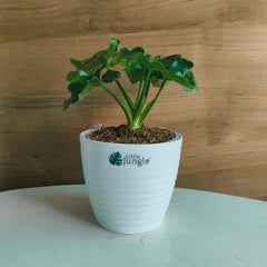Philodendron Atom, with 5.5 inches white decor plant